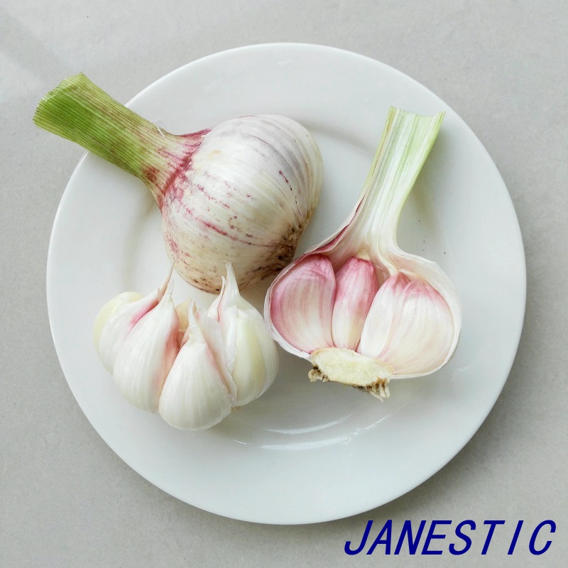 normal white garlic